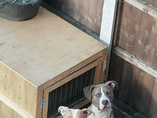 Mixed Breed dogs for sale - Advert 1