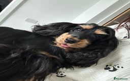 Cocker Spaniel dogs for sale: Adorable and Playful English Cocker Spaniel Puppy - Advert 4