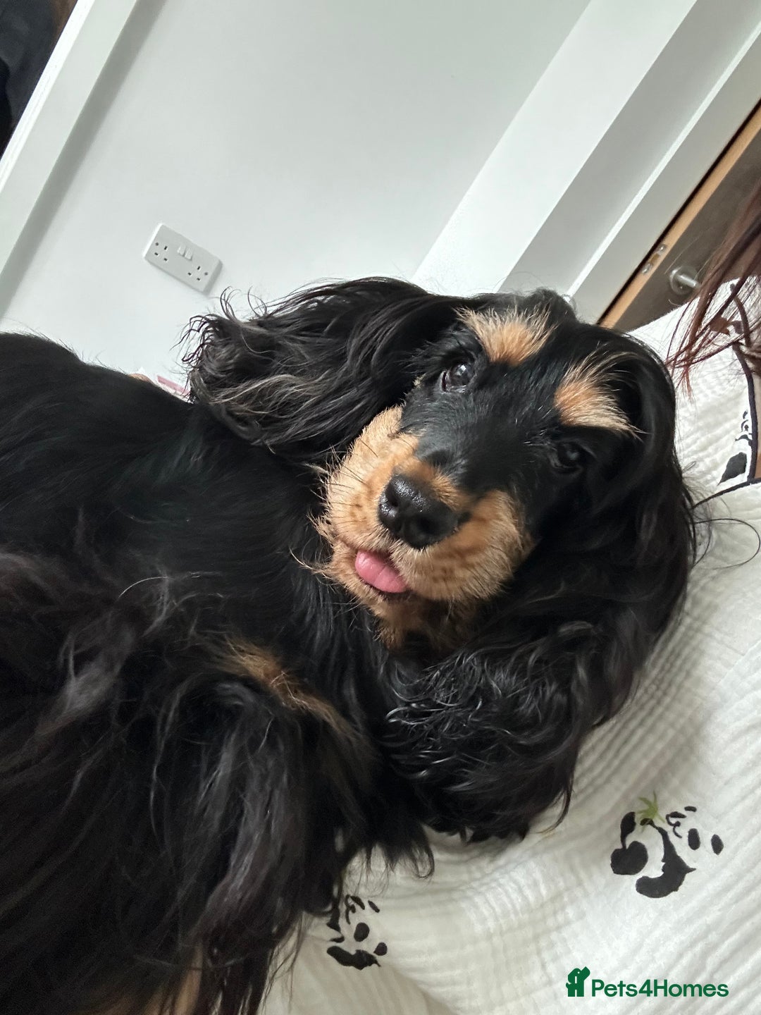 Cocker Spaniel dogs for sale: Adorable and Playful English Cocker Spaniel Puppy - Advert 4