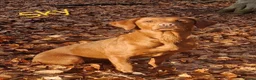 Labrador Retriever dogs for sale: Fox Red Labrador Puppies - Advert 4