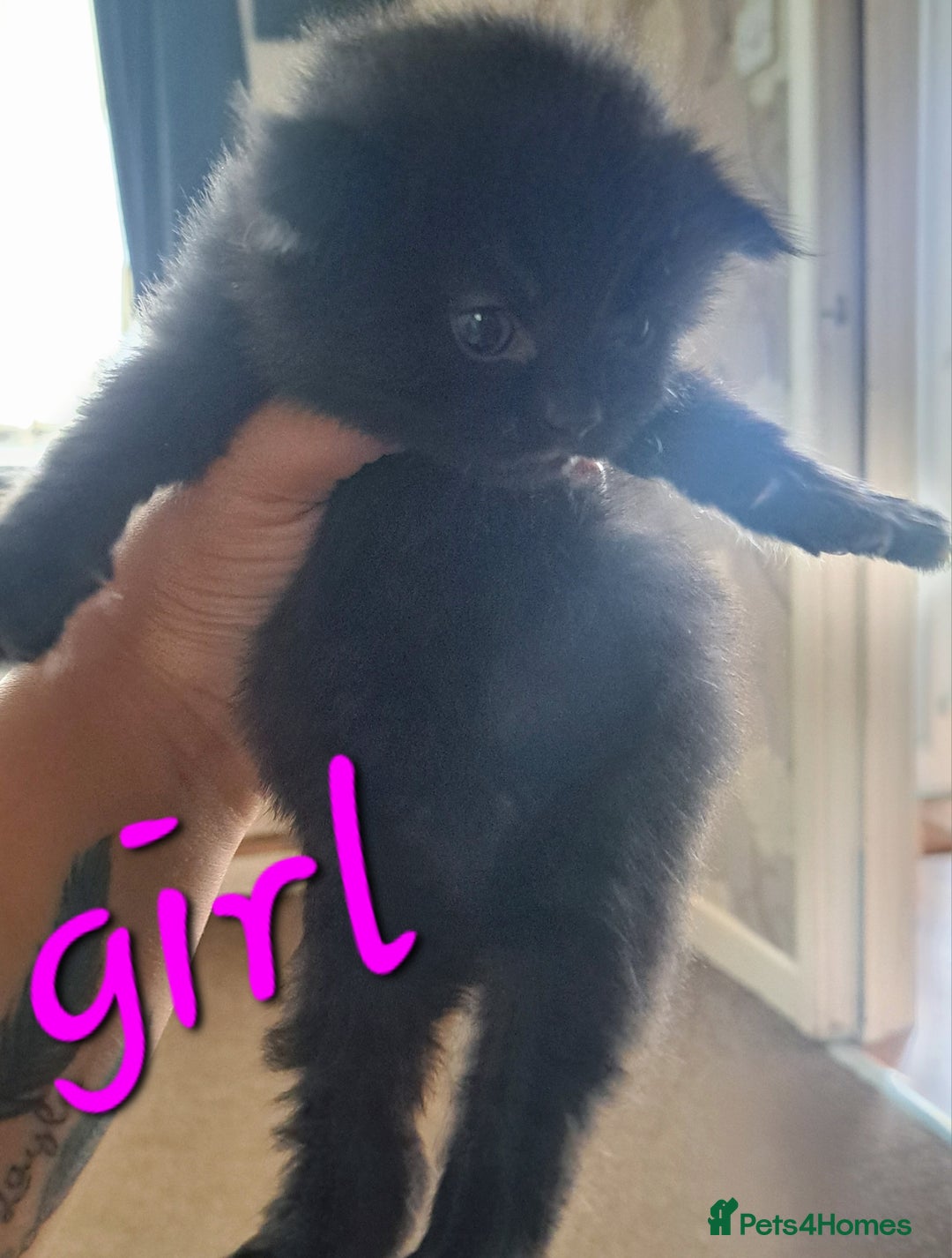 Mixed Breed cats for sale: Kittens DOB 1/8/25 - Image 6