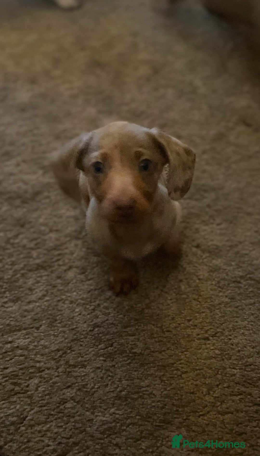Miniature Dachshund dogs for sale: Miniature boys 2 boys available  - Advert 5