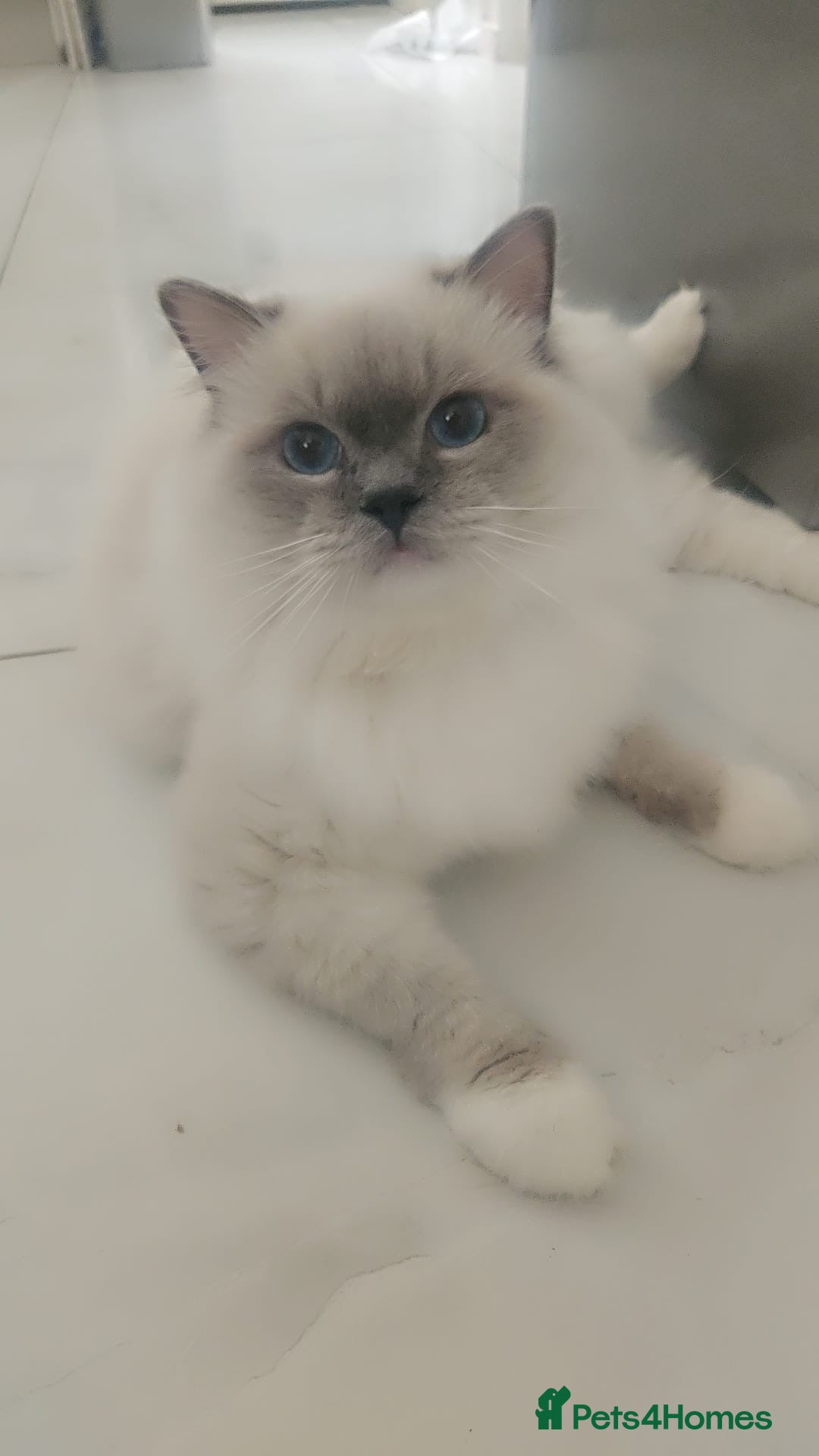 Ragdoll cats Mr Cloudd - Advert 1