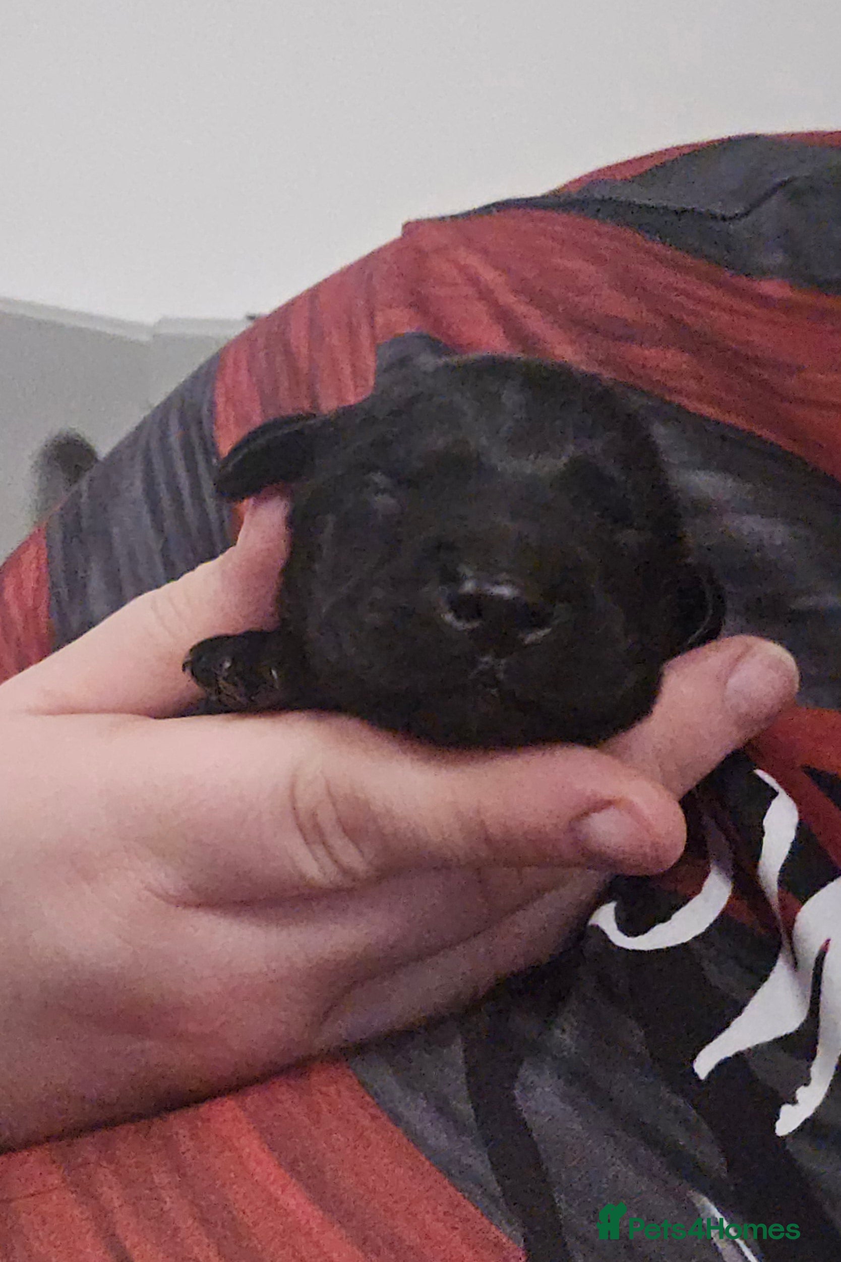 Labrador Retriever dogs Beautiful labrador retriever puppies  - Advert 14