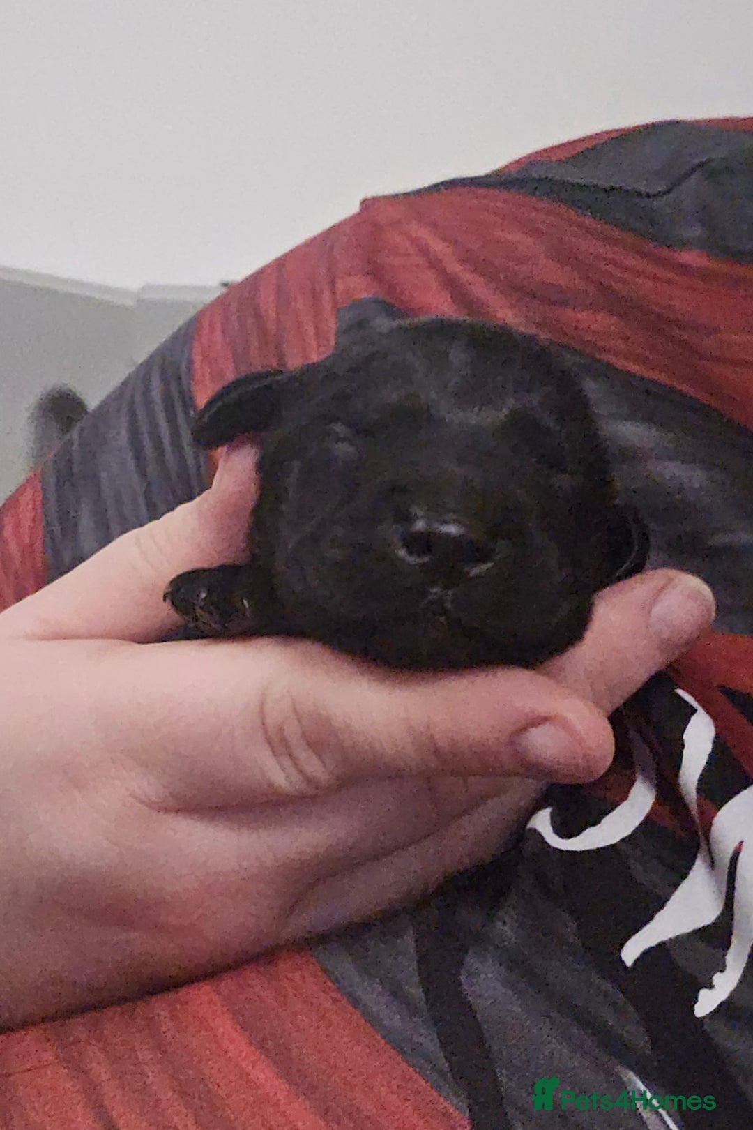 Labrador Retriever dogs for sale: Beautiful labrador retriever puppies  - Advert 1