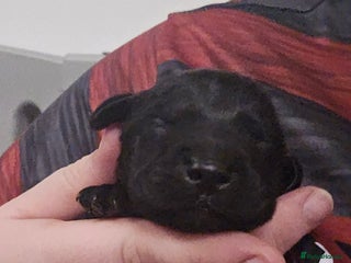 Labrador Retriever dogs Beautiful labrador retriever puppies - Advert 1