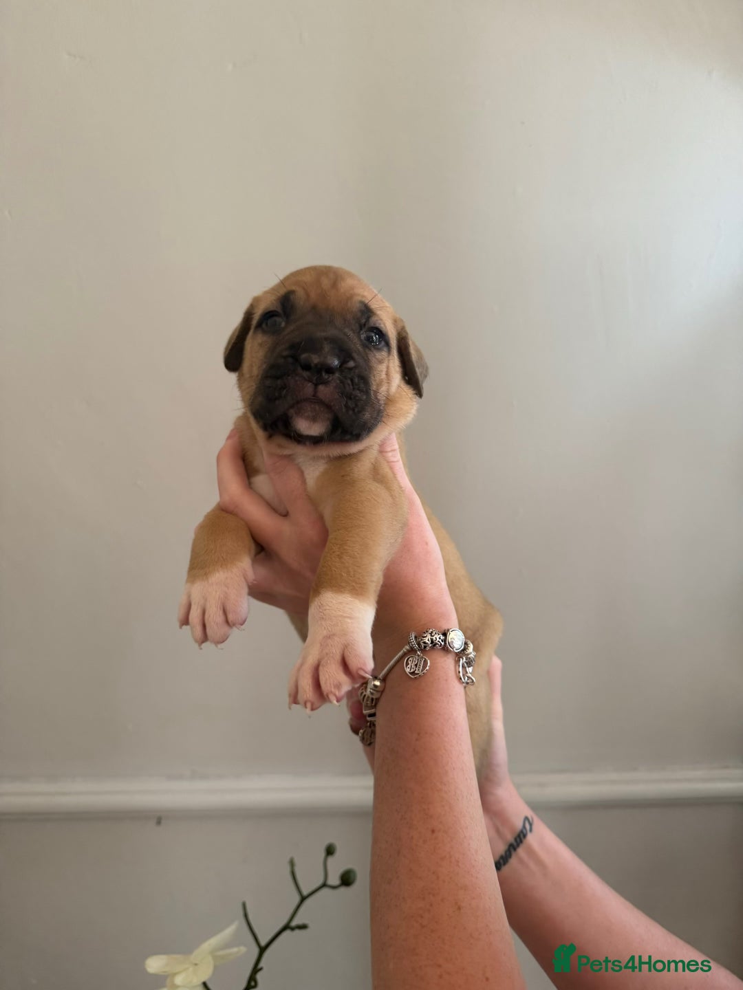 Mixed Breed dogs for sale: American Bulldog X Cane Corso - Image 25