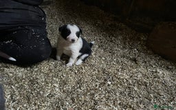 Border Collie dogs for sale: Beautiful sheepdog pups - Image 14