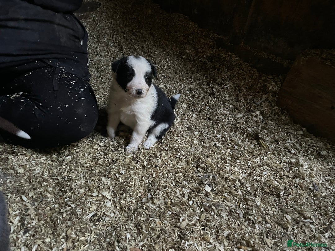 Border Collie dogs for sale: Beautiful sheepdog pups - Image 14