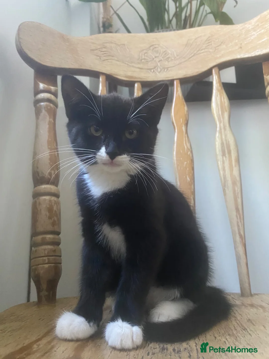Mixed Breed cats for sale: Little lady looking for a home - Advert 2