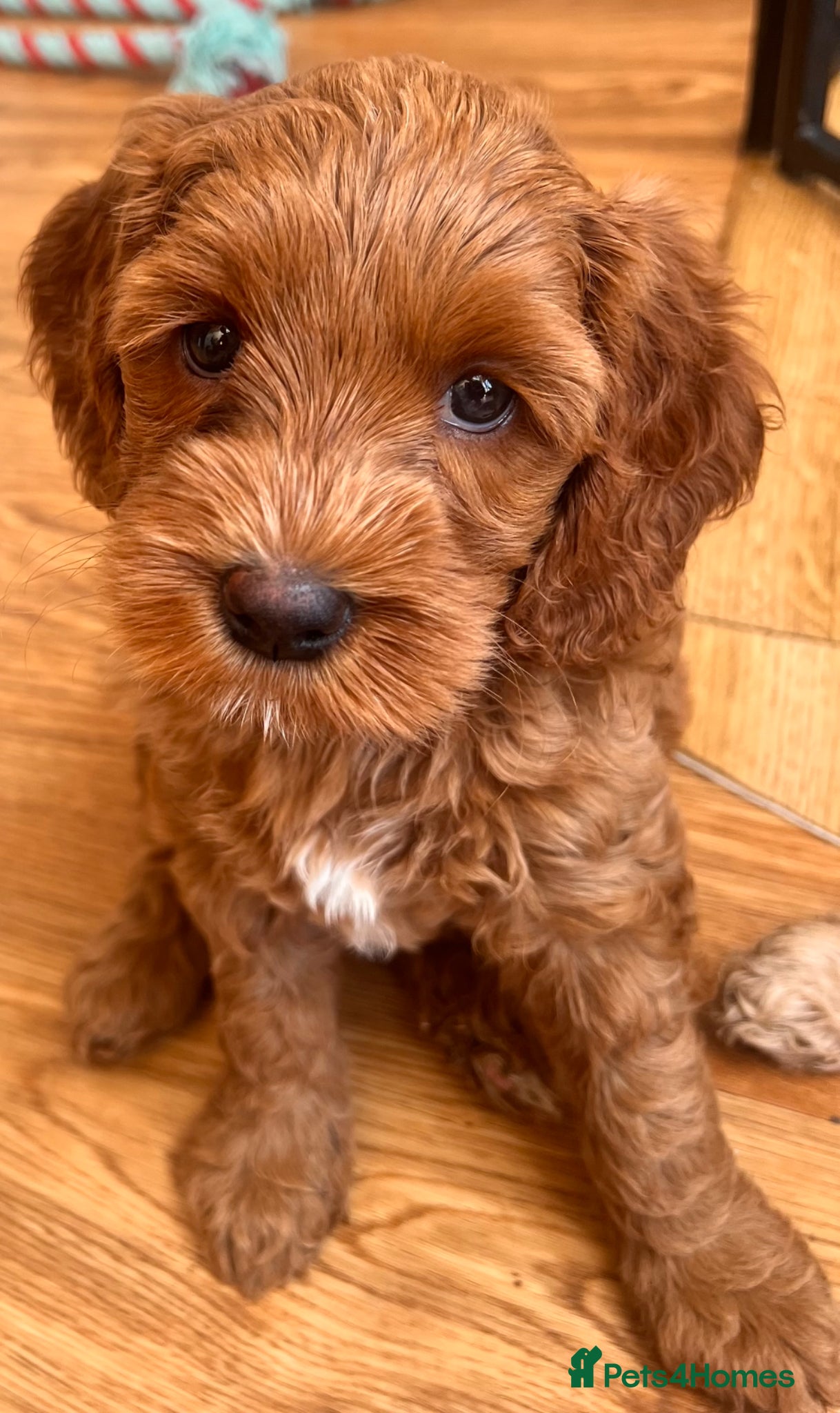 Australian Labradoodle dogs Tiny Tails,Big♥️Australian labradoodle - Advert 8