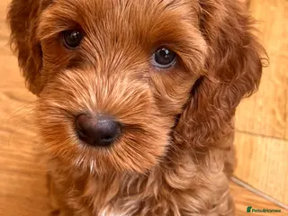 Australian Labradoodle dogs Tiny Tails,Big♥️Australian labradoodle - Advert 8