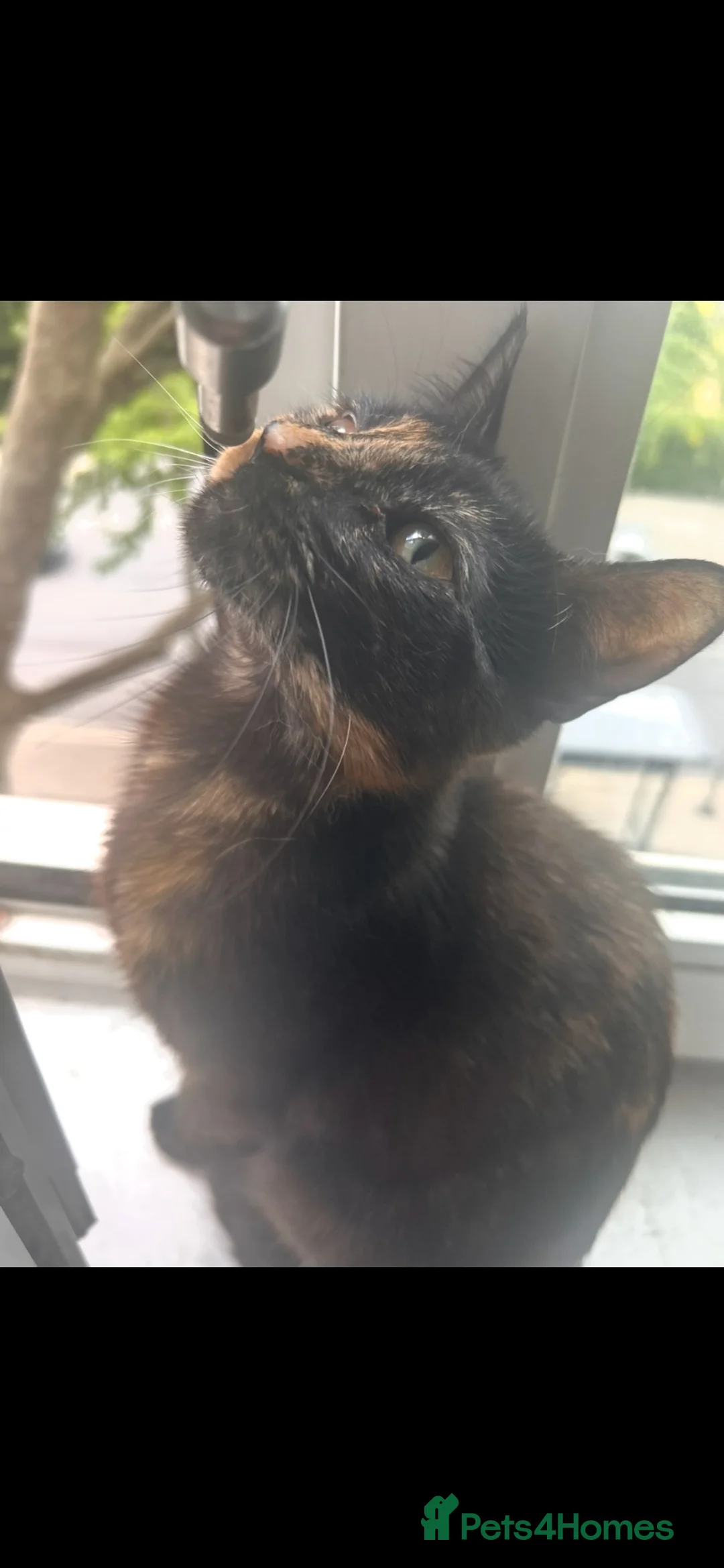 Mixed Breed cats for sale: 2 sister cats  in London - Advert 4