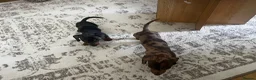Miniature Dachshund dogs for sale: Miniature smooth haired Dachshund  in Tredegar - Advert 11