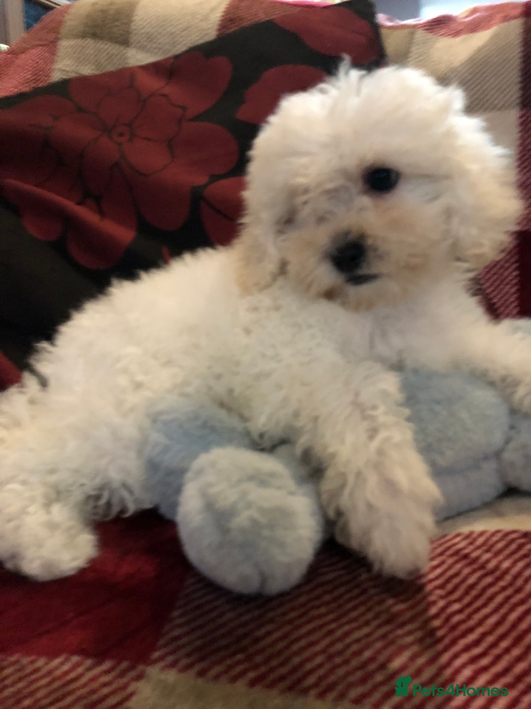 Shihpoo dogs for sale: shihpoo puppies for sale  - Image 10