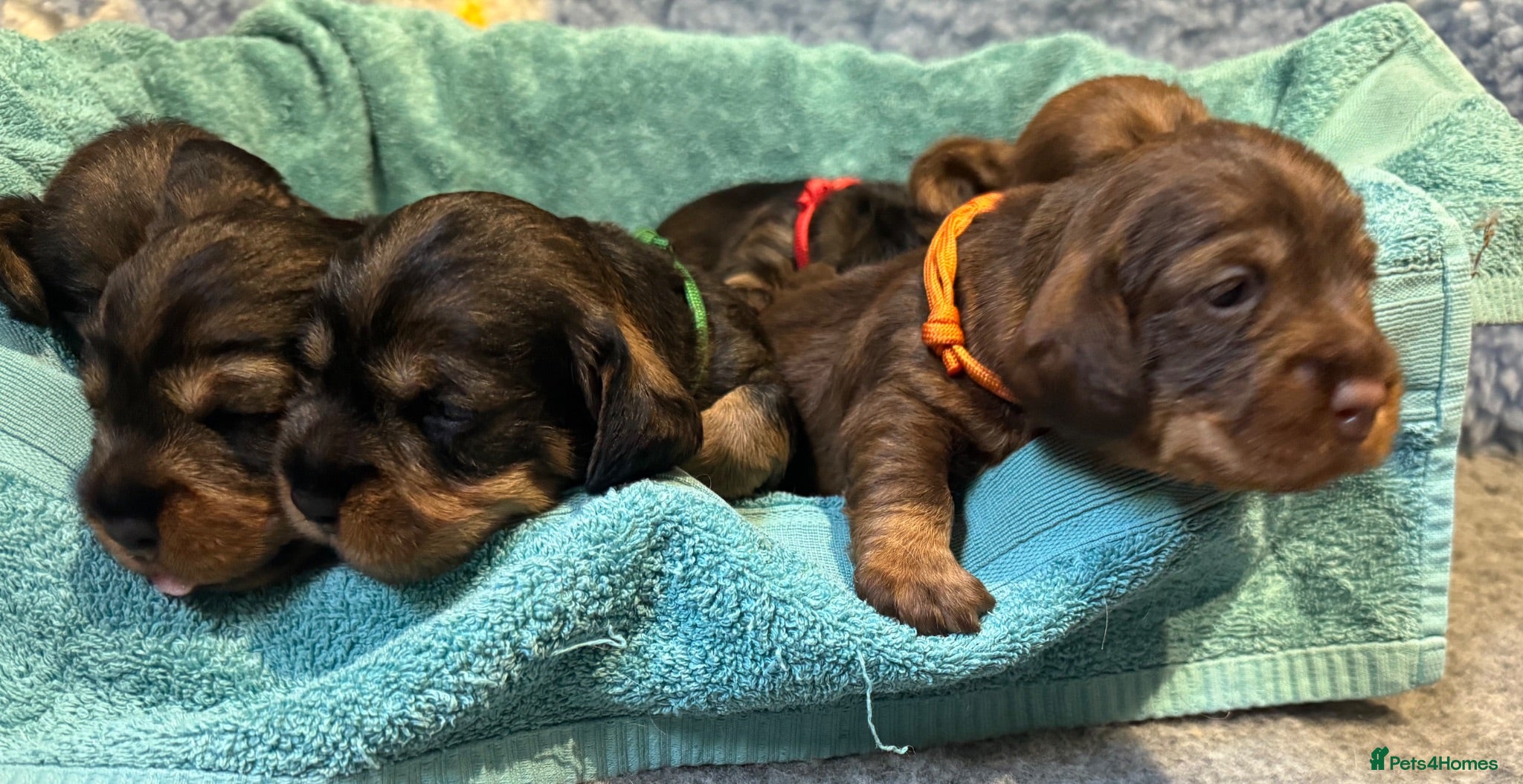 Dachshund dogs Stunning Kc standard wirehaired  - Advert 6