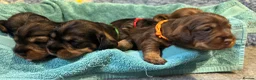 Dachshund dogs for sale: Stunning Kc standard wirehaired  - Advert 14