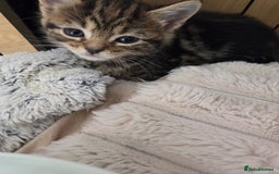 Mixed Breed cats for sale: 6 beautiful kittens left for sale  - Image 13