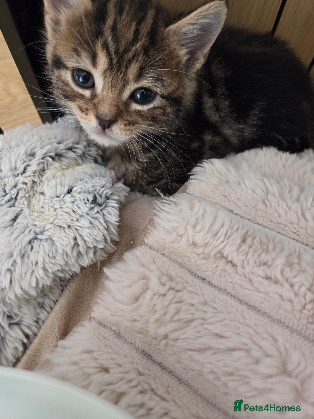 Mixed Breed cats for sale: 6 beautiful kittens left for sale  - Image 13