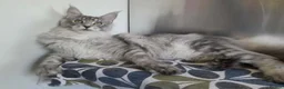 Maine Coon cats for sale: black smoke/silver polydactyl boy&girlTICAmaineco  - Advert 8