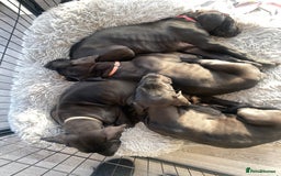 Great Dane dogs for sale: Gorgeous Black Great Dane Puppies - Image 14