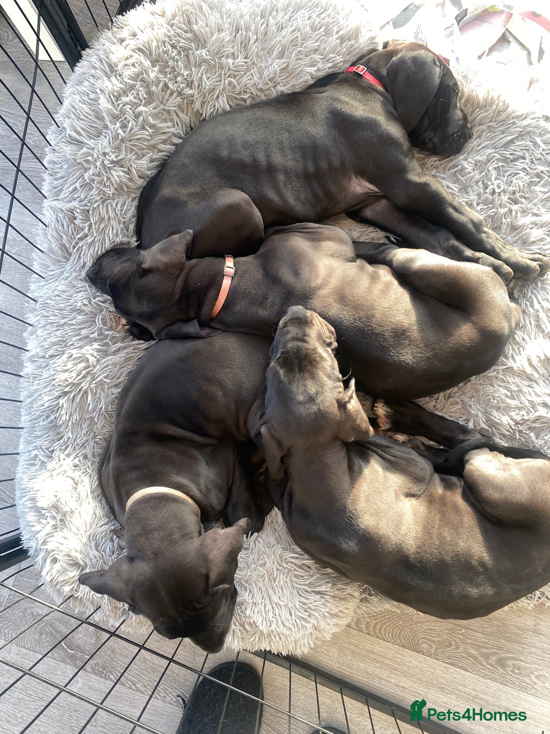 Great Dane dogs for sale: Gorgeous Black Great Dane Puppies - Image 14