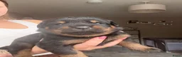 Rottweiler dogs for sale: Rottweiler puppies - Advert 19