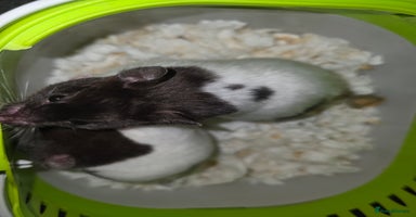 Hamster rodents - Advert 4