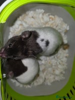 Hamster rodents - Advert 8