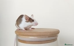 Mouse rodents for sale: 🐭 Female Mice Available for Adoption 🐭 - Image 16