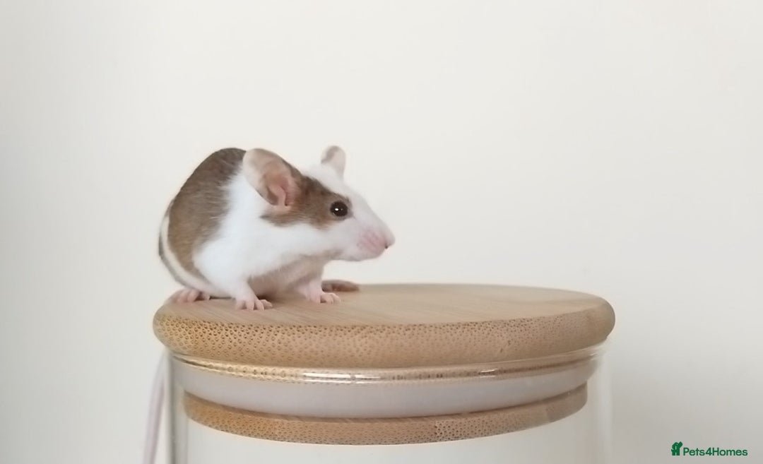 Mouse rodents for sale: 🐭 Female Mice Available for Adoption 🐭 - Image 16