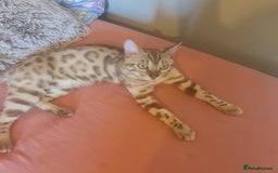 Bengal cats for stud: Snow bengal - Image 2