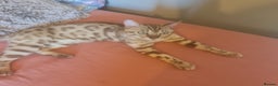 Bengal cats for stud: Snow bengal - Advert 2