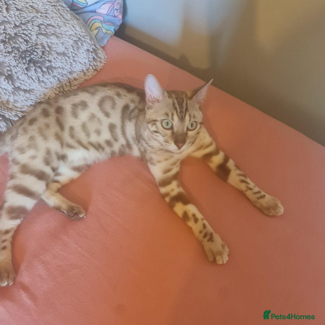 Bengal cats for stud: Snow bengal - Image 2