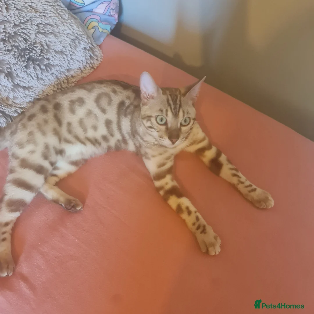 Bengal cats for stud: Snow bengal - Advert 2