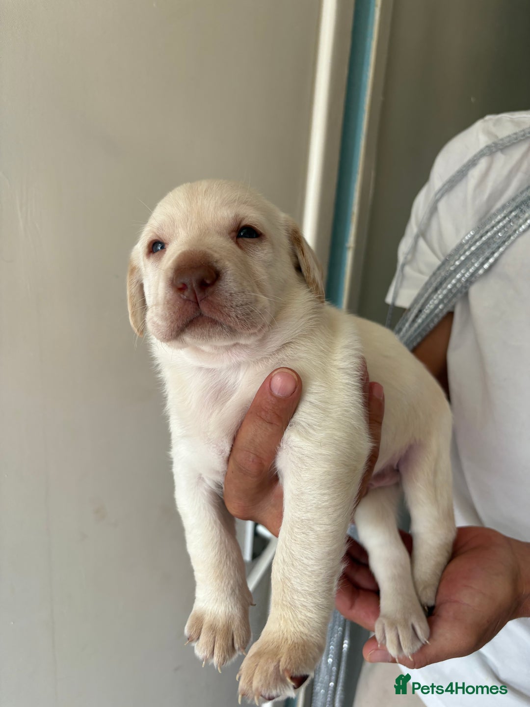 Labrador Retriever dogs for sale: Labrador puppies for sale Kent - Image 11