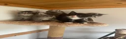 Mixed Breed cats for sale: The kittens are ready for new home  in London - Advert 3
