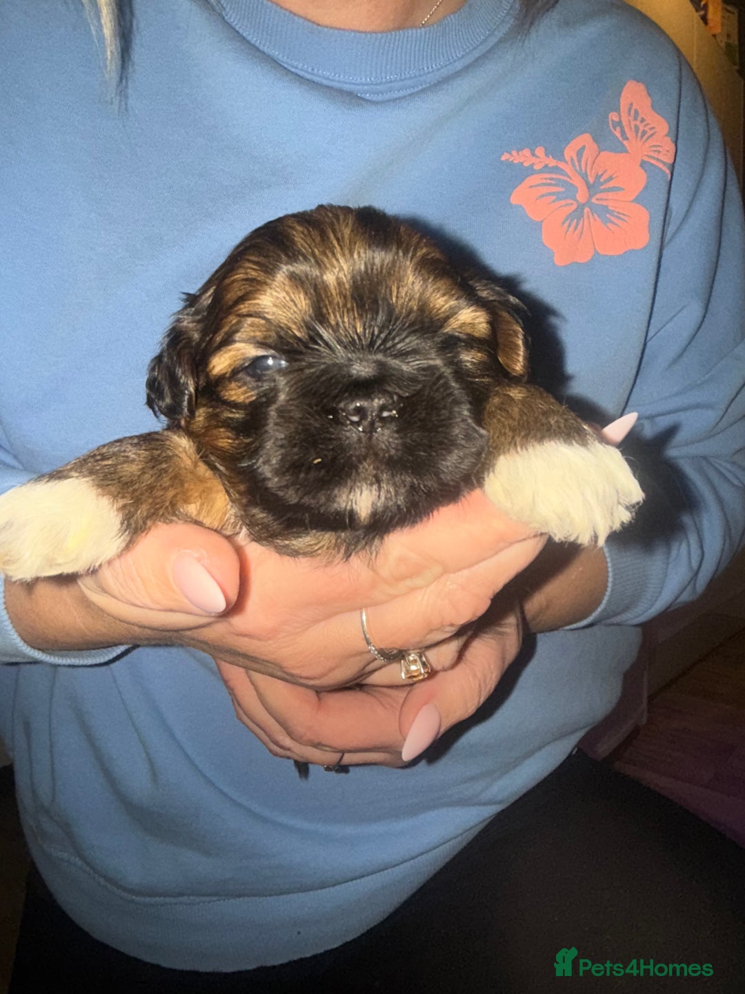 Shih Tzu dogs for sale: Gorgeous Shih Tzu Babies, ready from 14 Febuary.  - Advert 11