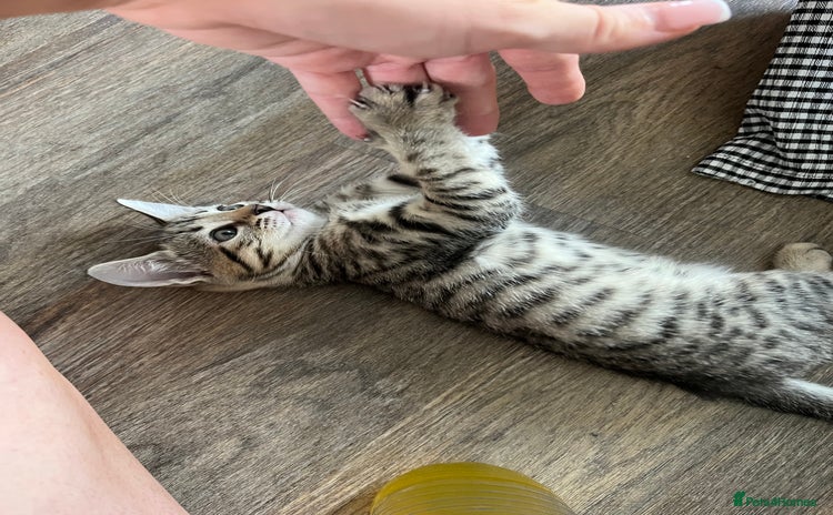 Bengal cats - Advert 16