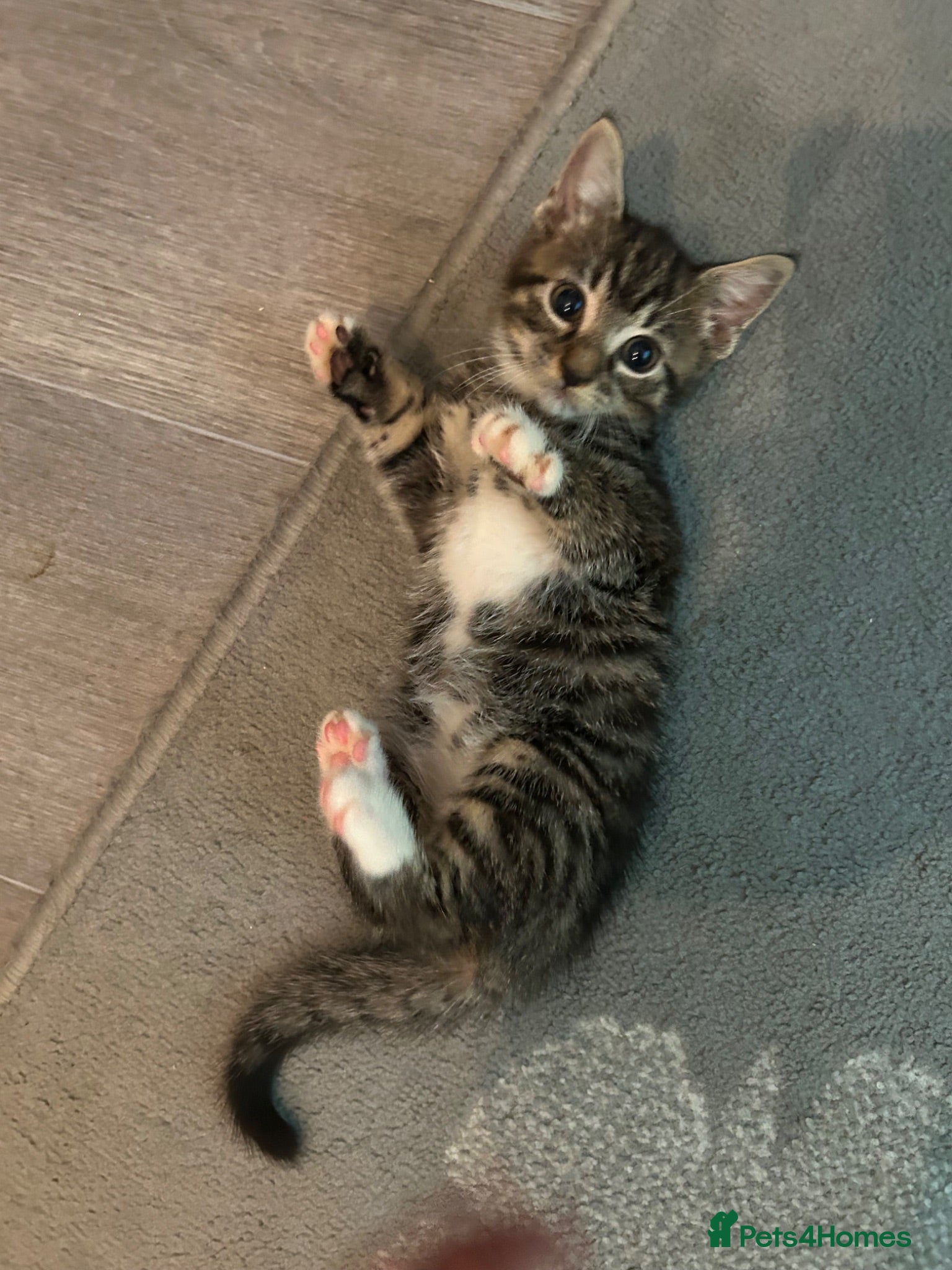 Mixed Breed cats 2 kittens for sale  - Advert 19