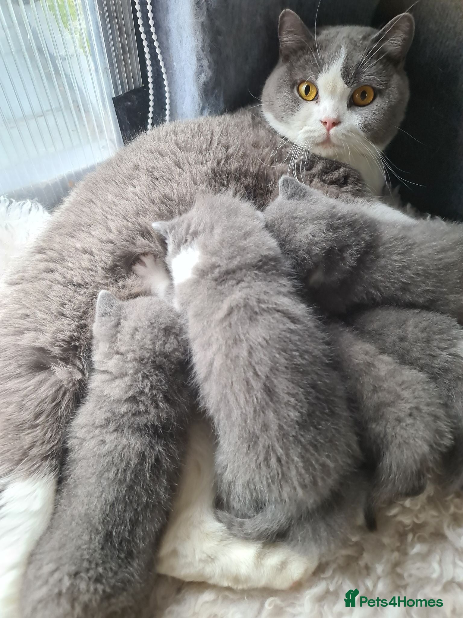 British Shorthair cats *READY NOW* British shorthair kittens  - Advert 12