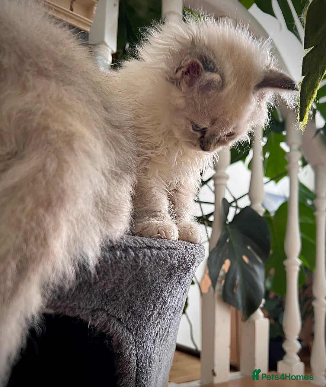 Selkirk Rex cats for sale: Gorgeous Selkirk Rex kittens - Image 39