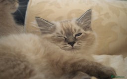 Siberian cats for sale: Litter "W" Neva Masquerade - Image 10