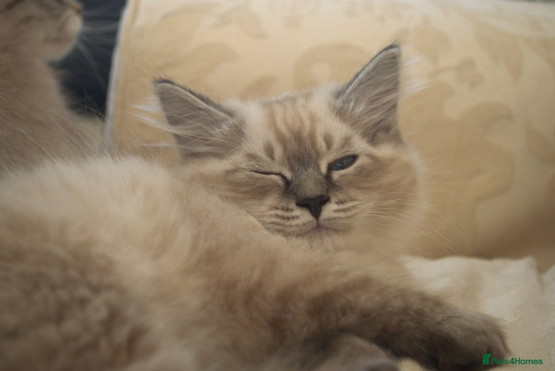 Siberian cats for sale: Litter "W" Neva Masquerade - Image 10