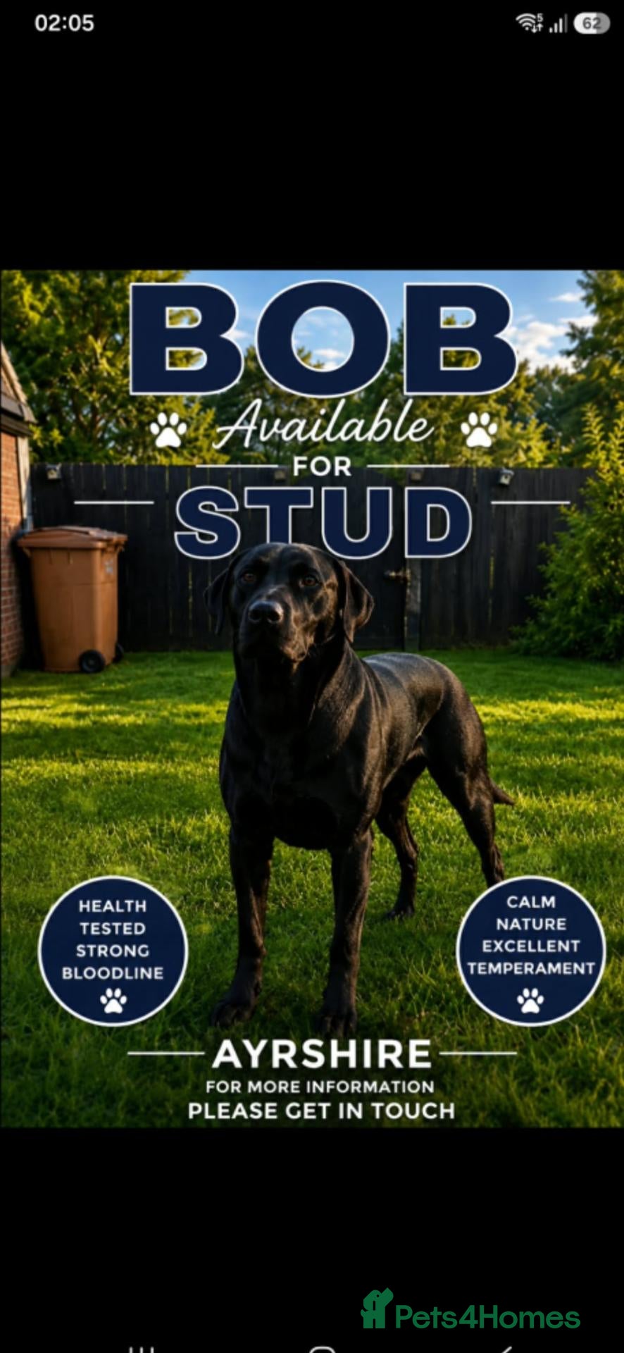 Labrador Retriever dogs Black labrador stud ayrshire - Advert 17