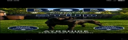 Labrador Retriever dogs for stud: Black labrador stud ayrshire - Advert 1
