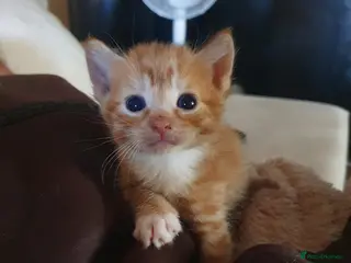 Mixed Breed cats 1 male kitten ! NEEDING A HOME - Advert 6