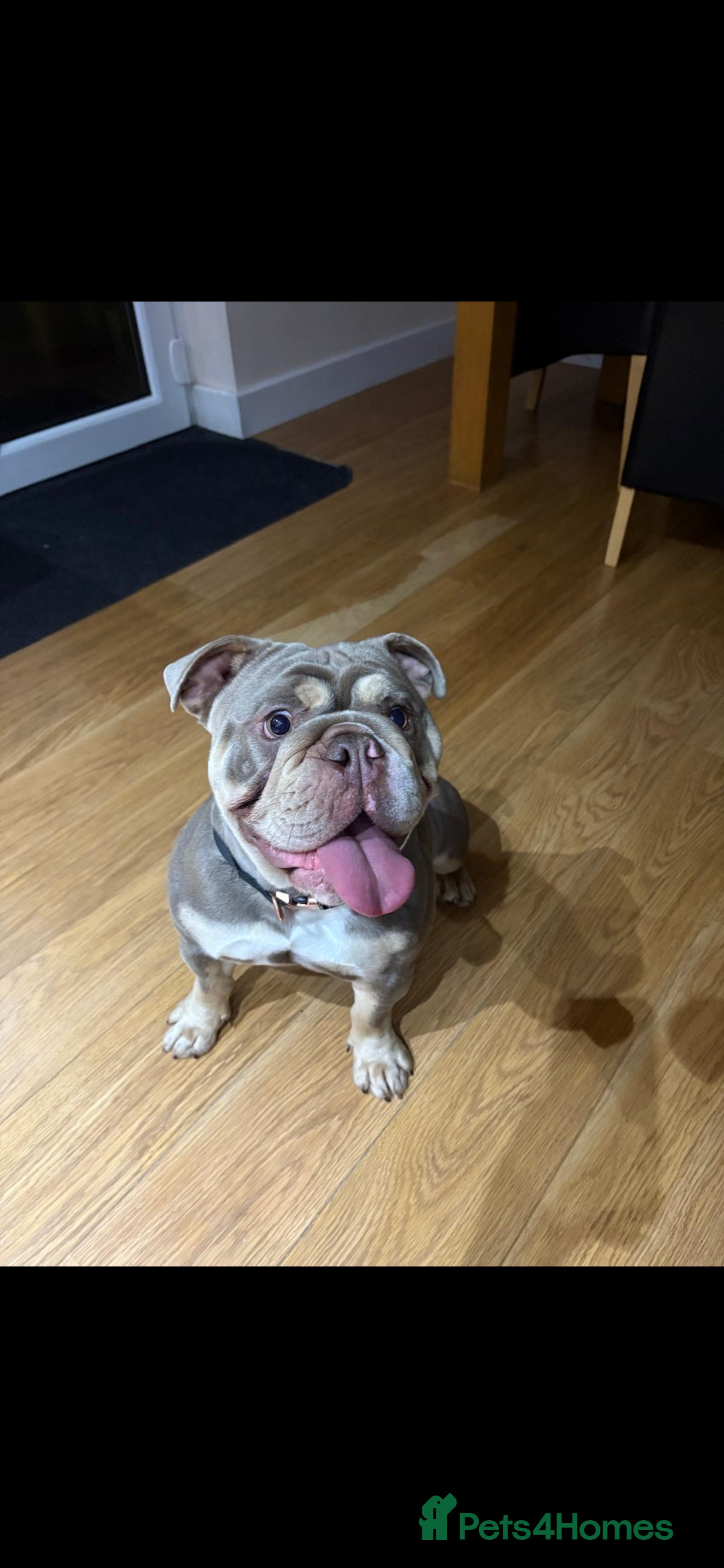 English Bulldog dogs English bulldog for sale in Bradford - Advert 7