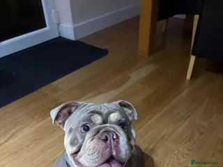 English Bulldog dogs English bulldog for sale in Bradford - Advert 9