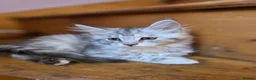 Maine Coon cats for sale: Pedigree Pure TICA Registered Maine Coon Kittens - Advert 17